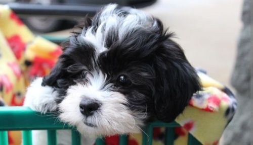 Shih Tzu Puppies for sale in Indianapolis, IN, USA. price: $2,000