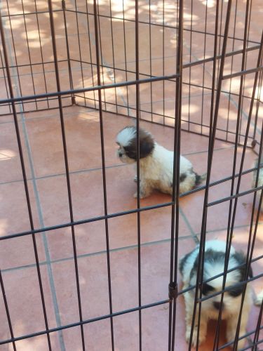 Shih tzu puppies for sale