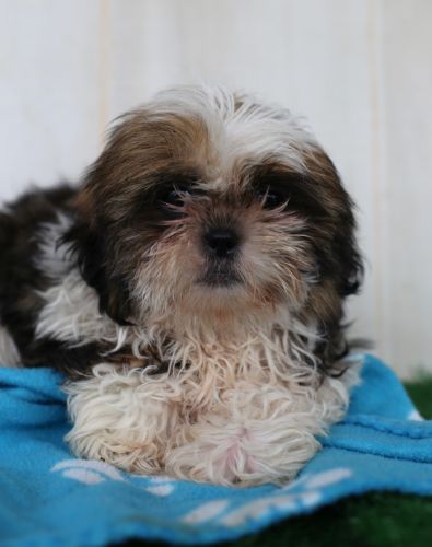 Shih Tzu Puppies for sale in Canton, OH, USA. price: $775