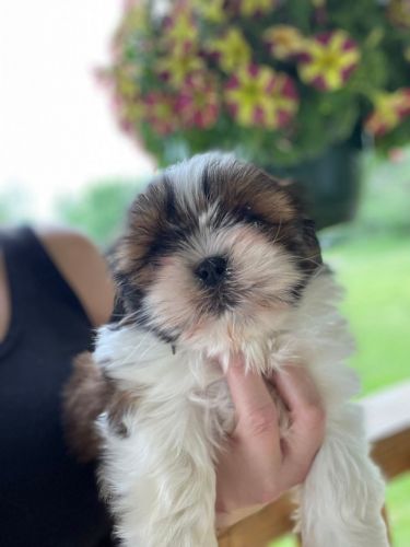 Shih Tzu Puppies for sale in Peoria, IL, USA. price: $300
