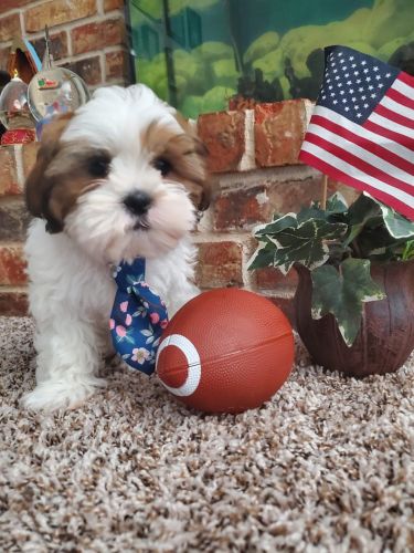 Shih Tzu Puppies for sale in Spring, TX 77373, USA. price: $900