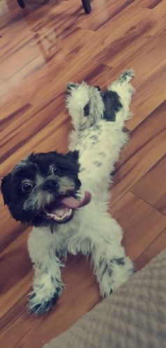Shih Tzu Puppies for sale in Albuquerque, NM, USA. price: $500