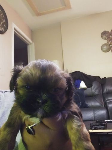 PUPPIES! PUPPIES! PUPPIES!