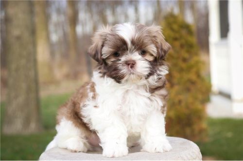 Shih Tzu Puppies for sale in Hilton Head Island, SC, USA. price: $400