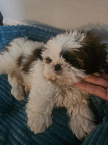 Male Shih Tzu