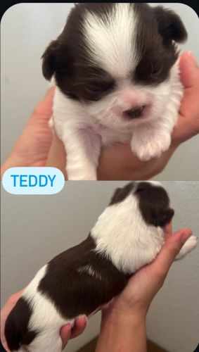 “Fall in Love with Our Adorable Puppies – Ready for Their Forever Home