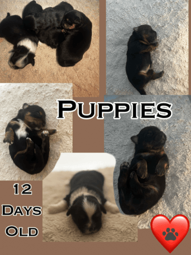 PomShi/Shiranian/Pomeranian-ShihTzu