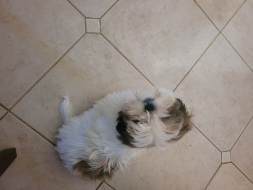 Sweet male shihtzu puppies