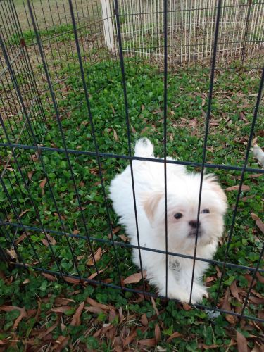 Shih tzu mix puppy