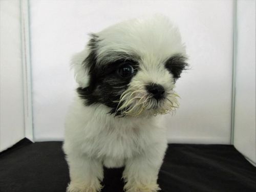 Shih Tzu-Female-Layla