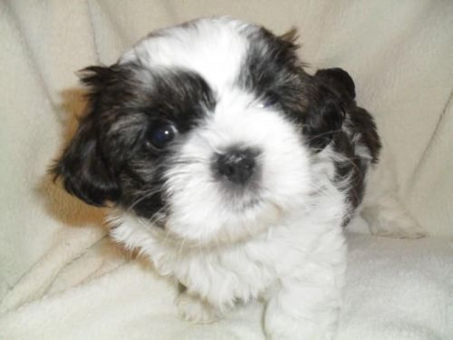 Pedigree Shi Tzu Pups