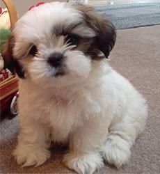 Shih Tzu Puppies awaiting a new home