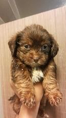 female chocolate shorkie puppies