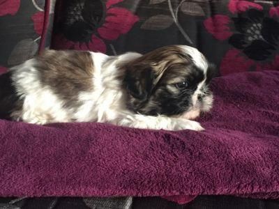 Stunning Shit-tzu Puppies