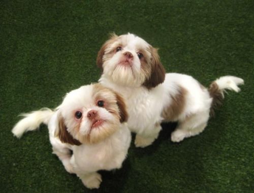 *rescued & Trained Puppies For Adoption*