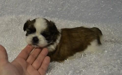 Shih Tzu Puppies for sale in Houston, TX, USA. price: NA