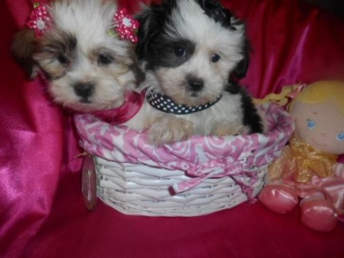 Teddy bear Nonshed Girls 8wks