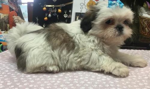 Adorable Male And Female Shih Tzu Puppies