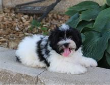 Shih Tzu puppies for lovey home