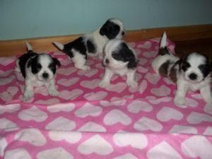 Two Teacup Shih Tzu Puppies Needs A New Family