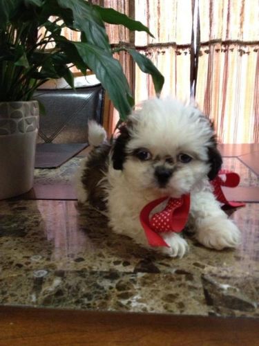 akc shih tzu