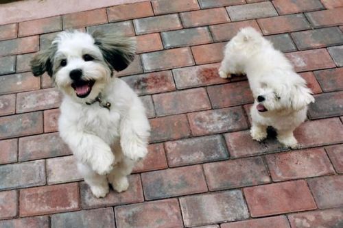 beautiful shih tzu puppies seeking for a new home