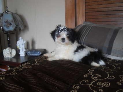 Shih Tzu Puppies for sale in Dallas, TX, USA. price: NA