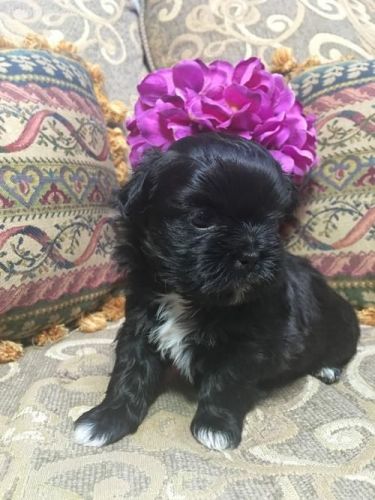 Gorgeous ShiChi Puppies