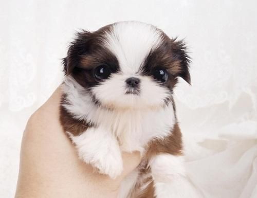 Shih Tzu Puppies for sale in San Antonio, TX, USA. price: NA