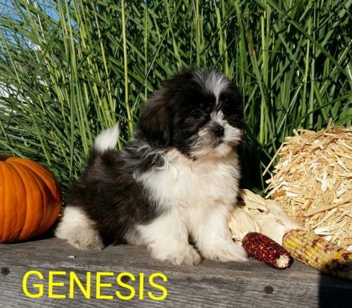 Shih Tzu Puppies for sale in Canton, OH, USA. price: $650