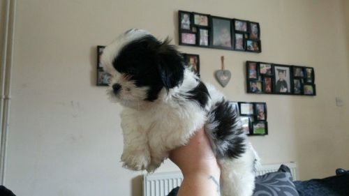 Shih Tzu puppies ***) *** ***7