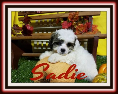 Shih Tzu Puppies for sale in Canton, OH, USA. price: $350