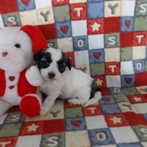 Shih Tzu Puppies for sale in Canton, OH, USA. price: $849