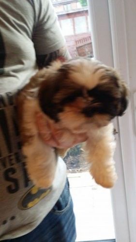 Shih Tzu Puppies For Sale And Ready