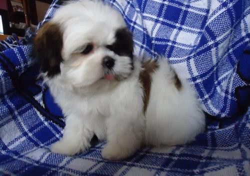 charming shih-tzu pups