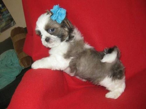 Cute, very-loving 12 weeks old male and female Shih Tzu puppies