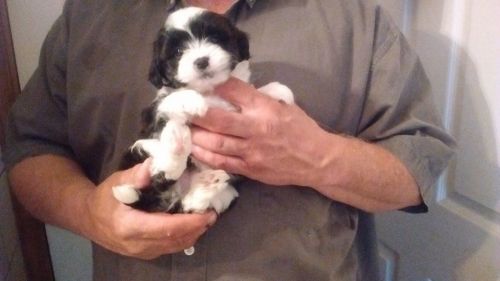 Shi Chi puppies for sale Shih Tzu mix