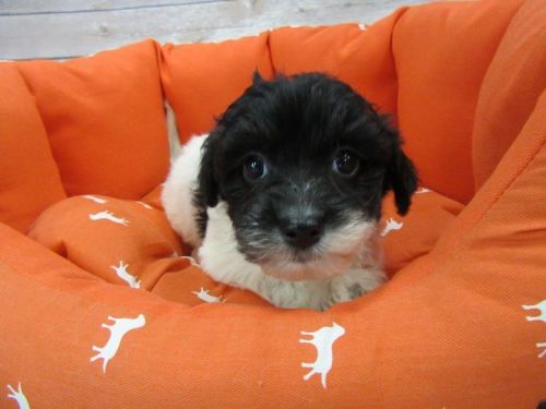 Shih Tzu Puppies for sale in Orange County, CA, USA. price: $750