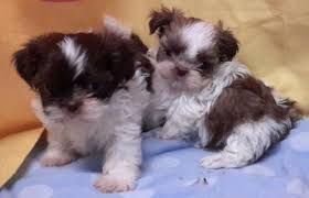 Shih Tzu Puppies for sale in Los Angeles, CA, USA. price: $500