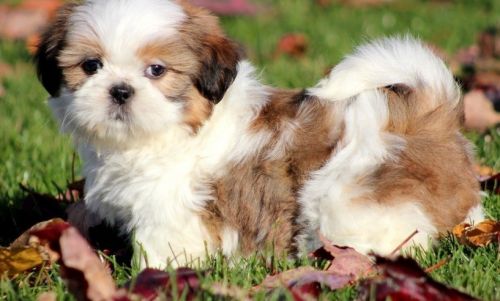 Shih Tzu Puppies for sale in Los Angeles, CA, USA. price: $430