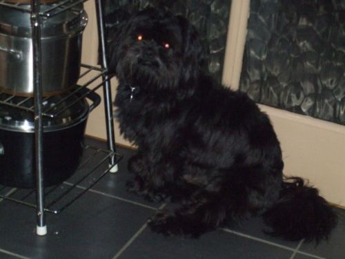 3 Beautiful Shih Tzu Born On X-mass Day