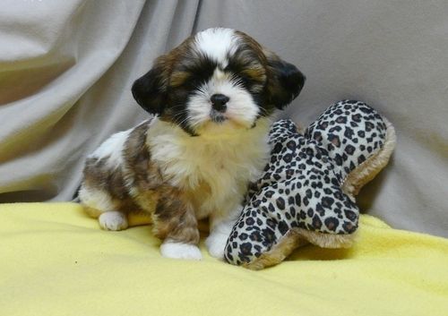 Gorgeous shih tzu puppies all ready