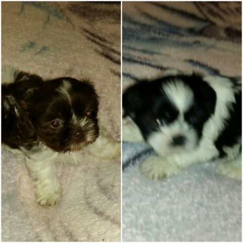 Shih-tzu puppies