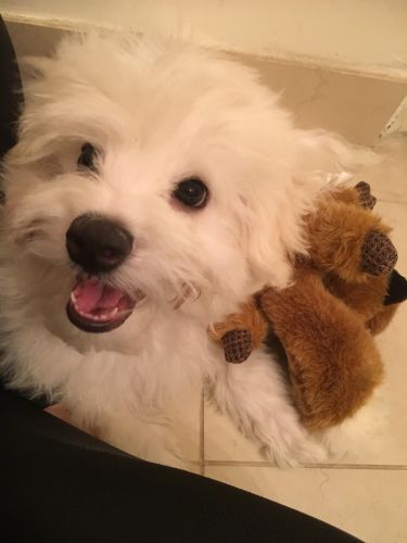 Shih Tzu Puppies for sale in New York, NY, USA. price: $1,000