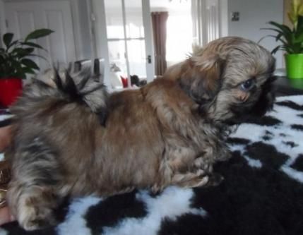 Lovely Male and female Shit Tzu babies for sale