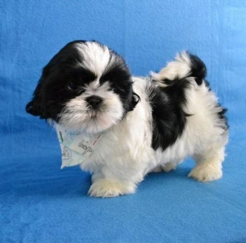 Gorgeous Shih Tzu Puppies