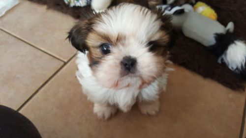 Shih Tzu Puppies Boys And Girls Ready