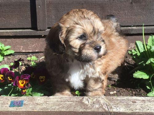 Shih Tzu Puppies for sale in 200 N Spring St, Los Angeles, CA 90012, USA. price: $300