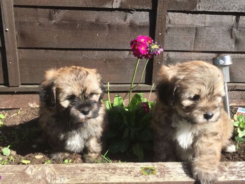 Shih Tzu Puppies for sale in 200 N Spring St, Los Angeles, CA 90012, USA. price: $300