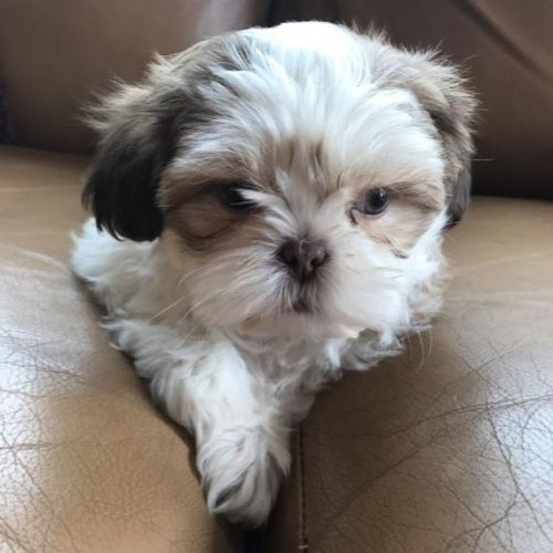 Shih Tzu Puppies for Sale